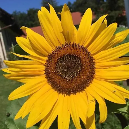 Kellerstoeckl-am-veganen-bio-lebenshof-nur-fuer-hundefreunde-empfohlen 別荘