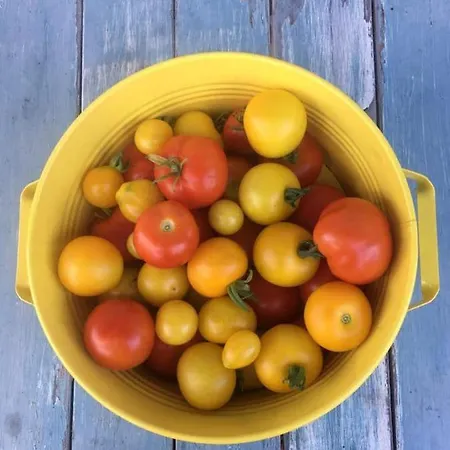 別荘 Kellerstoeckl-am-veganen-bio-lebenshof-nur-fuer-hundefreunde-empfohlen Sulb