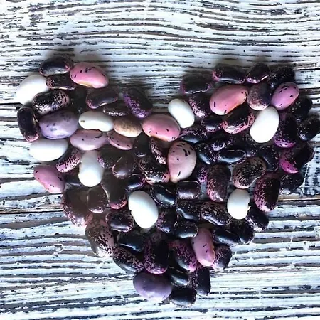 Kellerstoeckl-am-veganen-bio-lebenshof-nur-fuer-hundefreunde-empfohlen 別荘