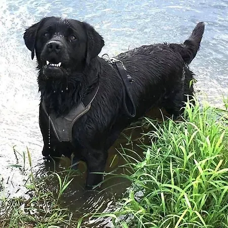 別荘 Kellerstoeckl-am-veganen-bio-lebenshof-nur-fuer-hundefreunde-empfohlen Sulb