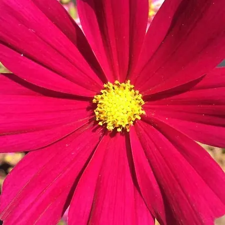 Kellerstoeckl-am-veganen-bio-lebenshof-nur-fuer-hundefreunde-empfohlen 別荘