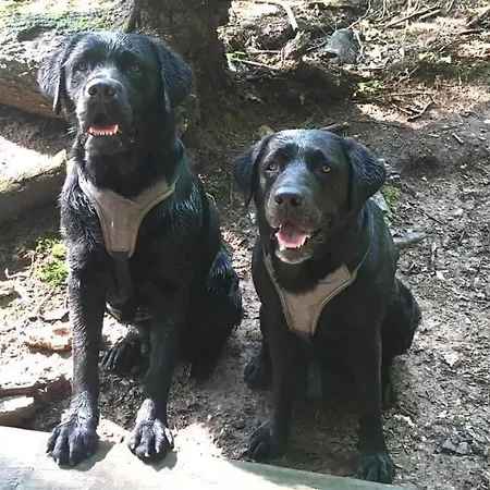 Kellerstoeckl-am-veganen-bio-lebenshof-nur-fuer-hundefreunde-empfohlen Holiday home *
