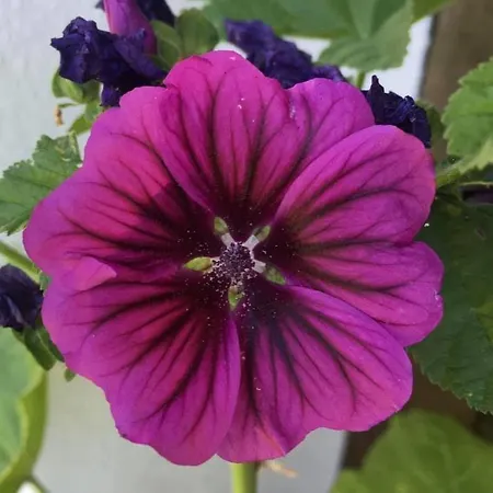 別荘 Kellerstoeckl-am-veganen-bio-lebenshof-nur-fuer-hundefreunde-empfohlen *