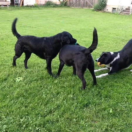 別荘 Kellerstoeckl-am-veganen-bio-lebenshof-nur-fuer-hundefreunde-empfohlen *