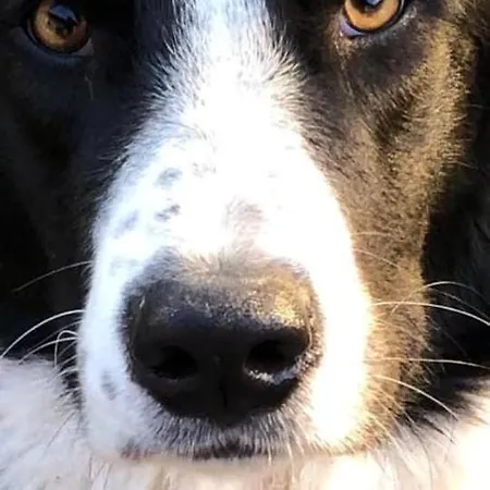 Kellerstoeckl-am-veganen-bio-lebenshof-nur-fuer-hundefreunde-empfohlen * Sulb