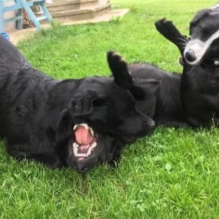 別荘 Kellerstoeckl-am-veganen-bio-lebenshof-nur-fuer-hundefreunde-empfohlen *