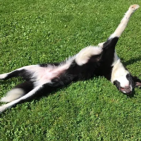 Kellerstoeckl-am-veganen-bio-lebenshof-nur-fuer-hundefreunde-empfohlen * Sulb