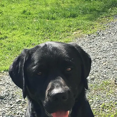 別荘 Kellerstoeckl-am-veganen-bio-lebenshof-nur-fuer-hundefreunde-empfohlen *