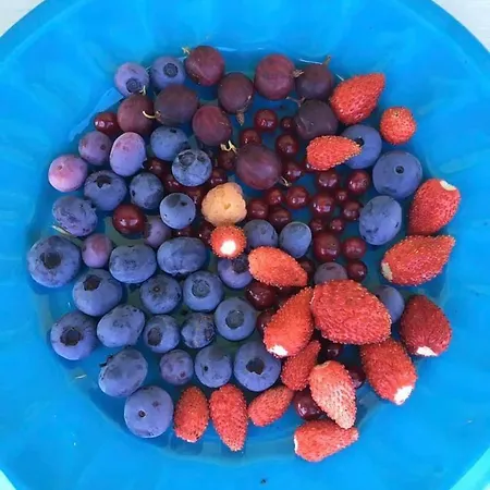 Kellerstoeckl-am-veganen-bio-lebenshof-nur-fuer-hundefreunde-empfohlen 別荘 *