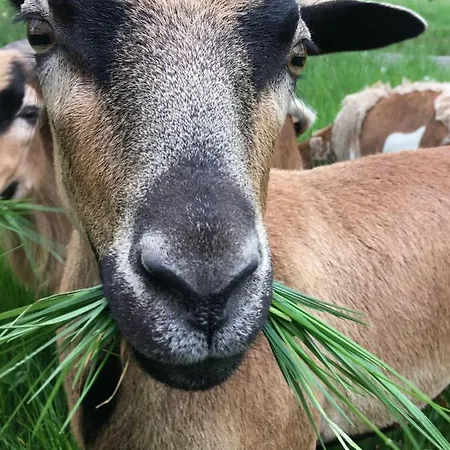 Kellerstoeckl-am-veganen-bio-lebenshof-nur-fuer-hundefreunde-empfohlen Holiday home *