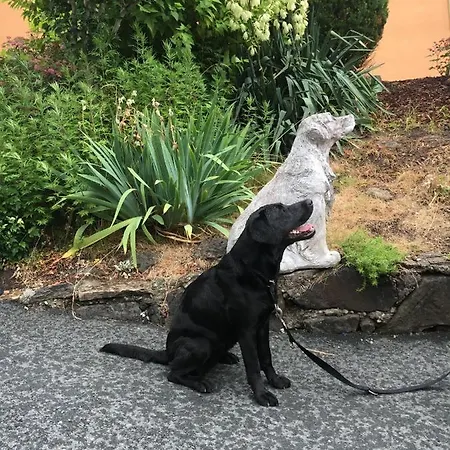 Kellerstoeckl-am-veganen-bio-lebenshof-nur-fuer-hundefreunde-empfohlen *