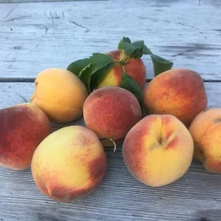 別荘 Kellerstoeckl-am-veganen-bio-lebenshof-nur-fuer-hundefreunde-empfohlen