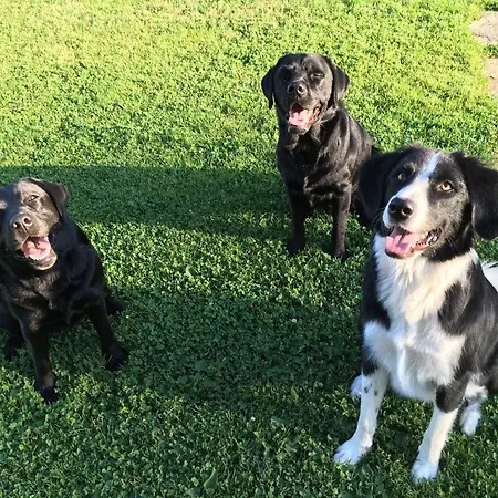 別荘 Kellerstoeckl-am-veganen-bio-lebenshof-nur-fuer-hundefreunde-empfohlen *