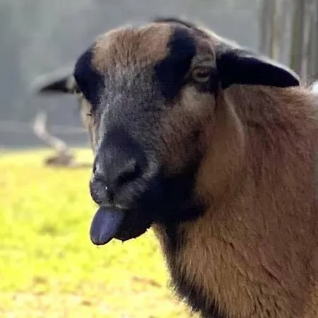 別荘 Kellerstoeckl-am-veganen-bio-lebenshof-nur-fuer-hundefreunde-empfohlen Sulb