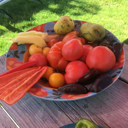 Kellerstoeckl-am-veganen-bio-lebenshof-nur-fuer-hundefreunde-empfohlen Sulb