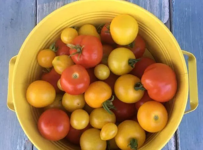 Ferienhaus Kellerstöckl Am Veganen Bio-lebenshof - Nur Für Hundefreunde Empfohlen ! Sulb