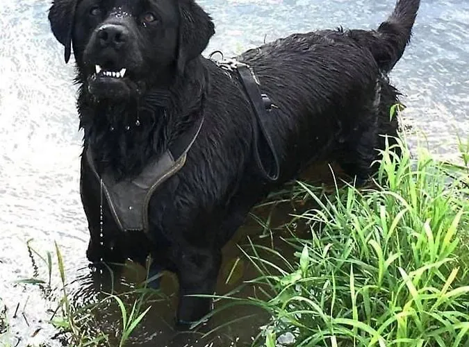 Ferienhaus Kellerstöckl Am Veganen Bio-lebenshof - Nur Für Hundefreunde Empfohlen ! Sulb