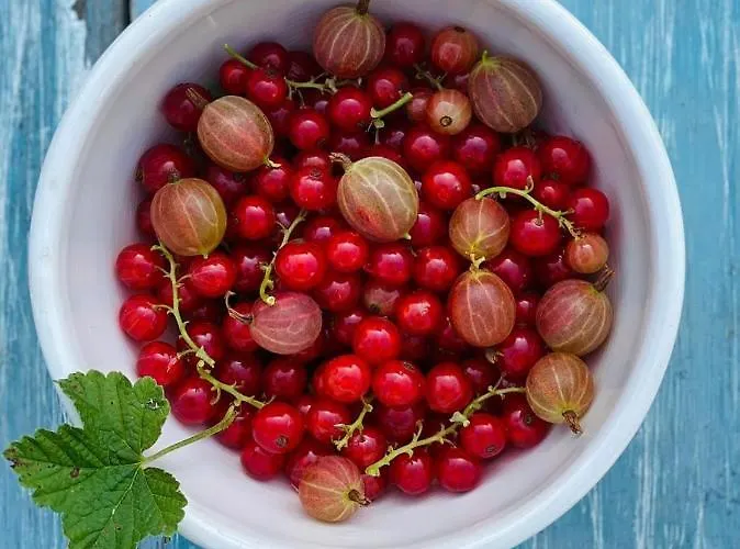 Ferienhaus Kellerstöckl Am Veganen Bio-lebenshof - Nur Für Hundefreunde Empfohlen ! *