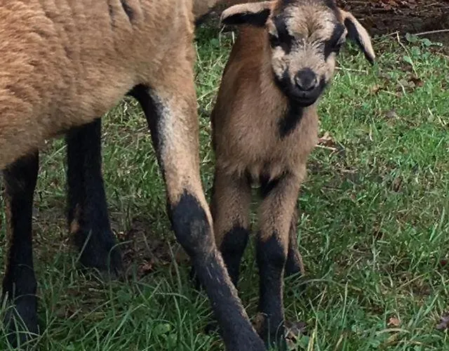 Ferienhaus Kellerstöckl Am Veganen Bio-lebenshof - Nur Für Hundefreunde Empfohlen ! *