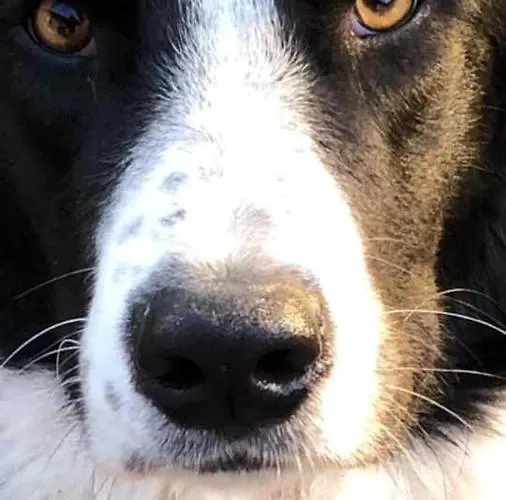 Kellerstöckl Am Veganen Bio-lebenshof - Nur Für Hundefreunde Empfohlen ! * Sulb