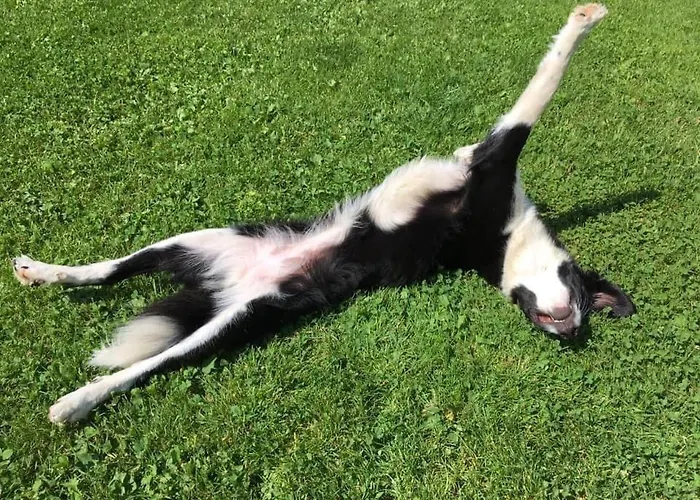 Kellerstöckl Am Veganen Bio-lebenshof - Nur Für Hundefreunde Empfohlen ! * Sulb