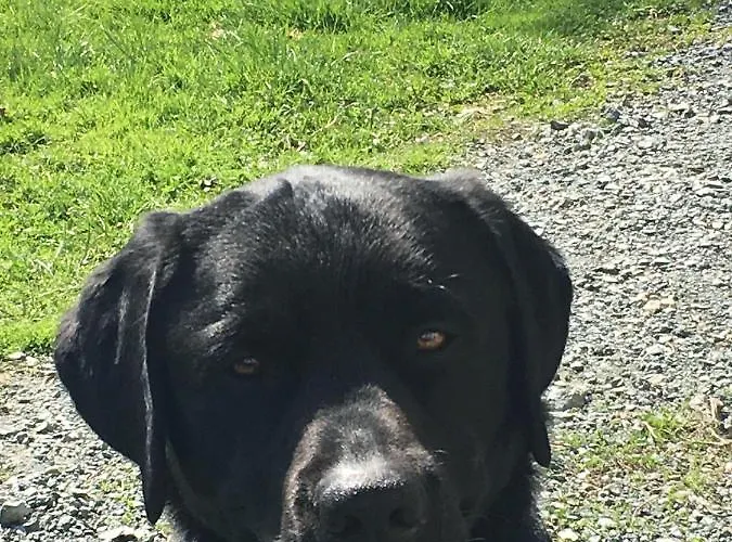 Ferienhaus Kellerstöckl Am Veganen Bio-lebenshof - Nur Für Hundefreunde Empfohlen ! *