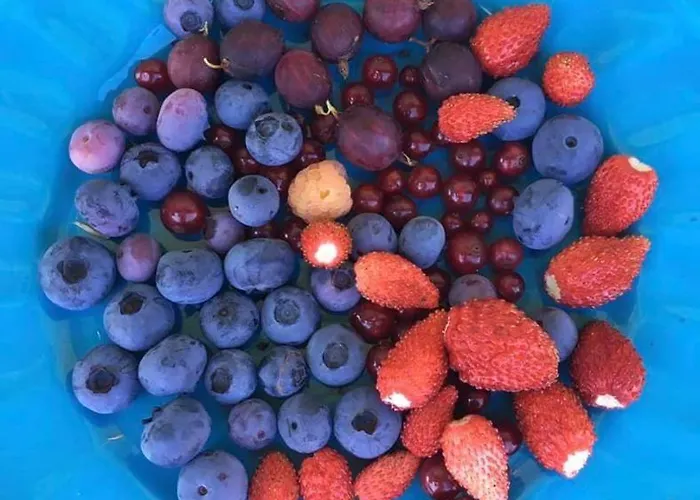 Kellerstöckl Am Veganen Bio-lebenshof - Nur Für Hundefreunde Empfohlen ! Ferienhaus *