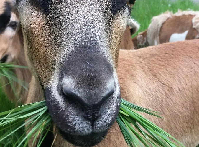 Kellerstöckl Am Veganen Bio-lebenshof - Nur Für Hundefreunde Empfohlen ! Ferienhaus *